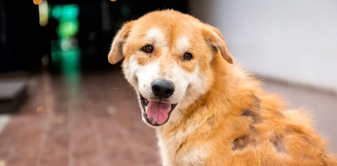 dog-hairloss