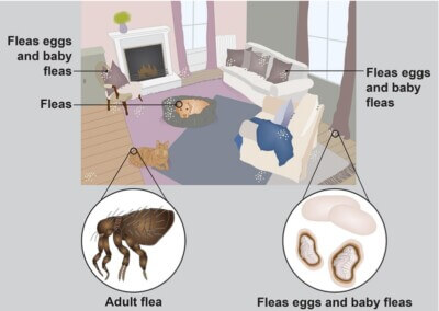 dog-flea-allergy