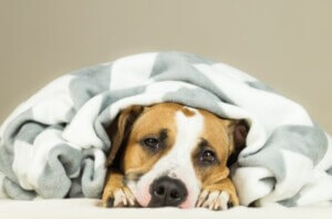 dog-cold