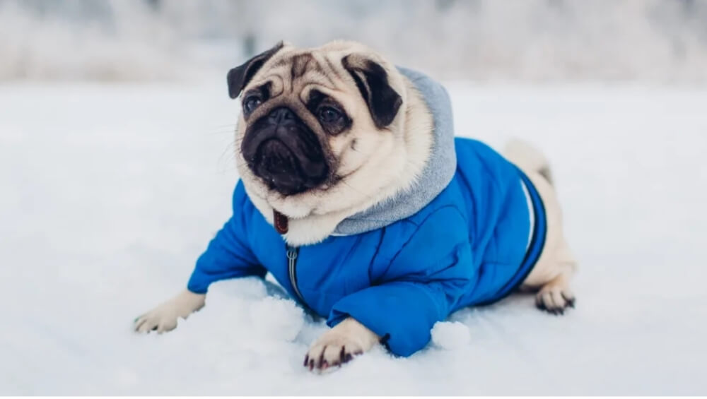 dog care in winter