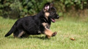 German Shepherd