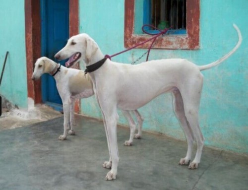 Why indian dog breeds are better than foreign breeds?