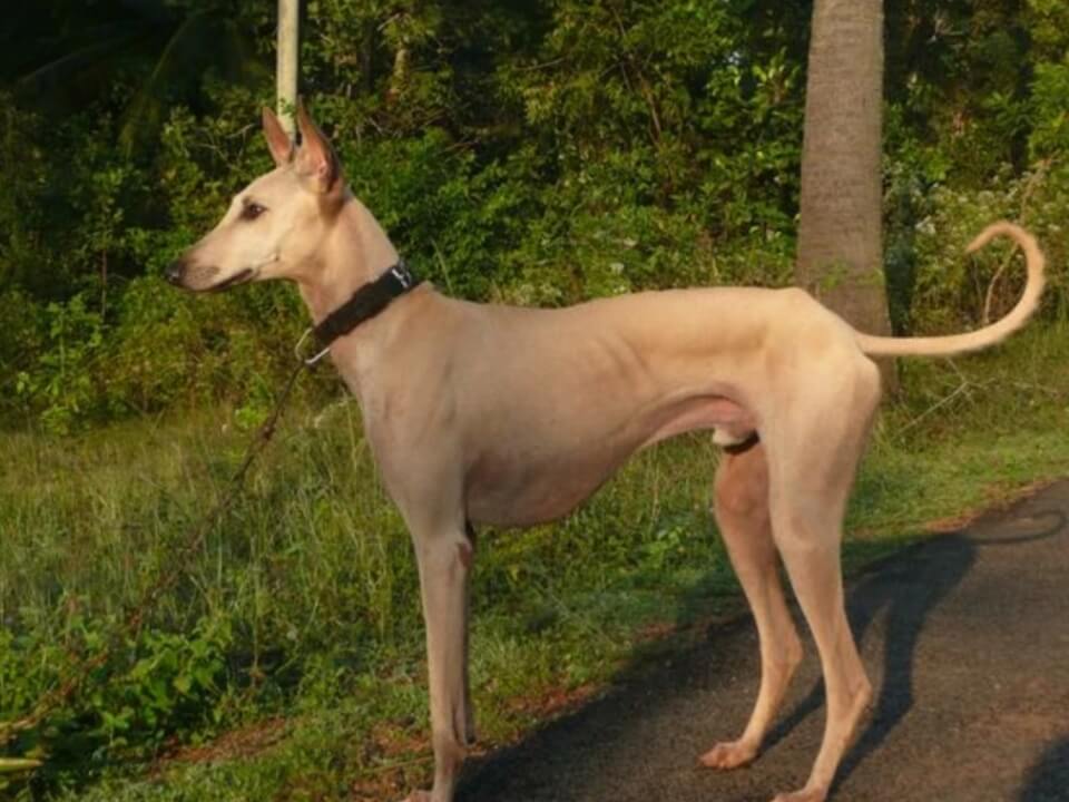 Chippiparai-breed