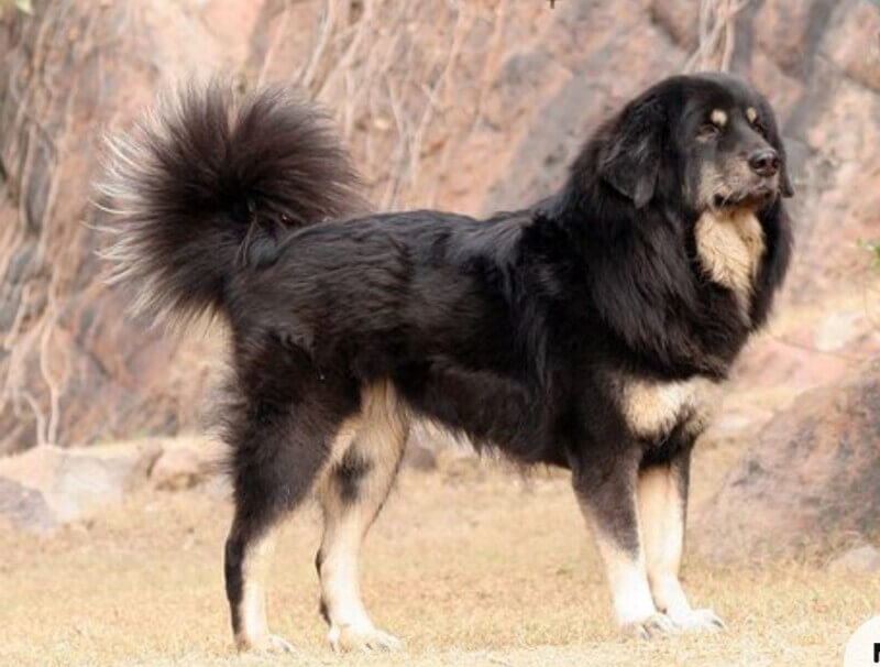 Bhakharwal dog-breed