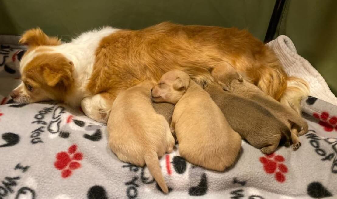 orphaned puppies