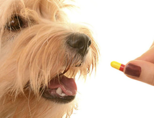 Deworming in dogs