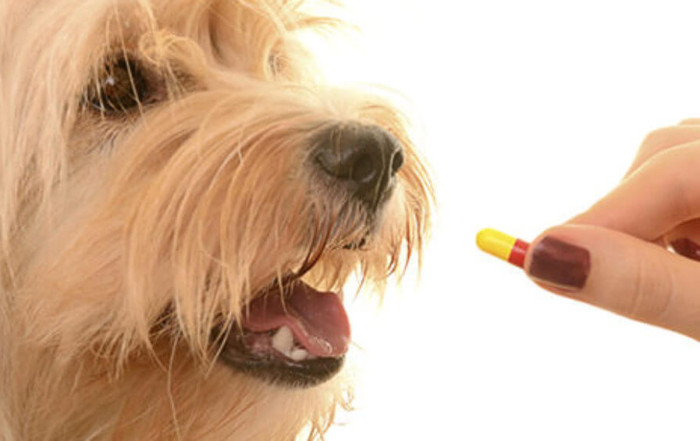 deworming in dog