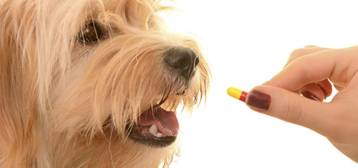 deworming in dog