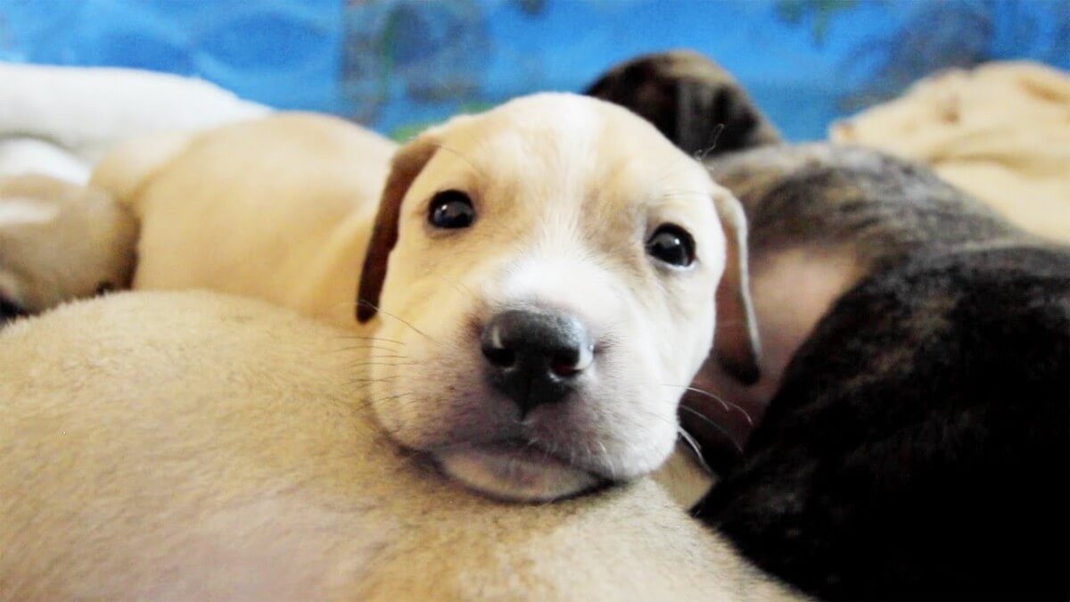 Orphaned Puppiess