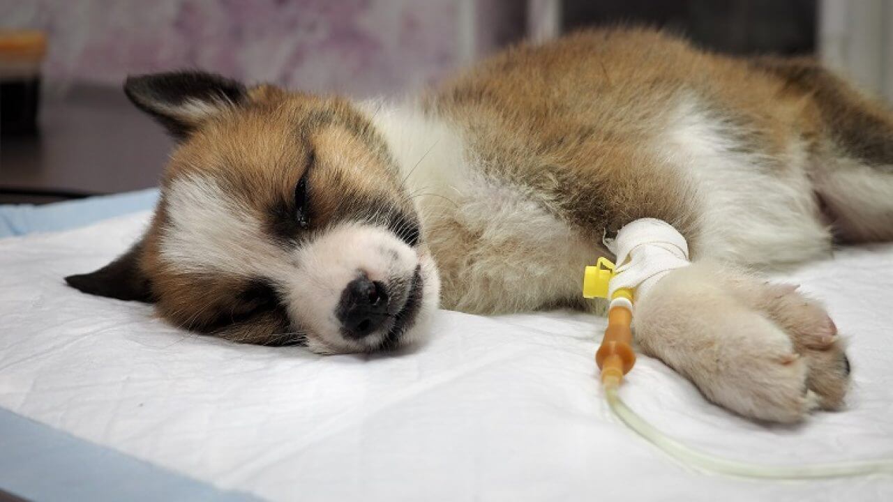 parvovirus