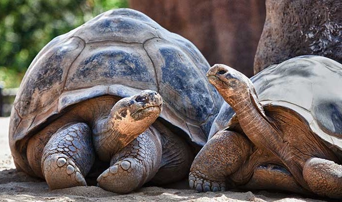 turtles