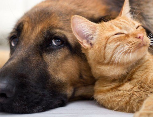 Can my Dog or Cat get bird flu?