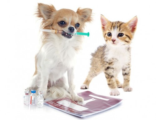 Vaccination in Dogs and cats : importance and schedule