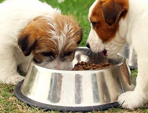 What should you feed your dog ?