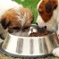 Puppies Eating