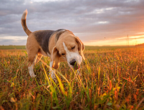 Why do dog eat grass ?