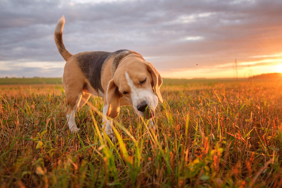 Gog Eats Grass