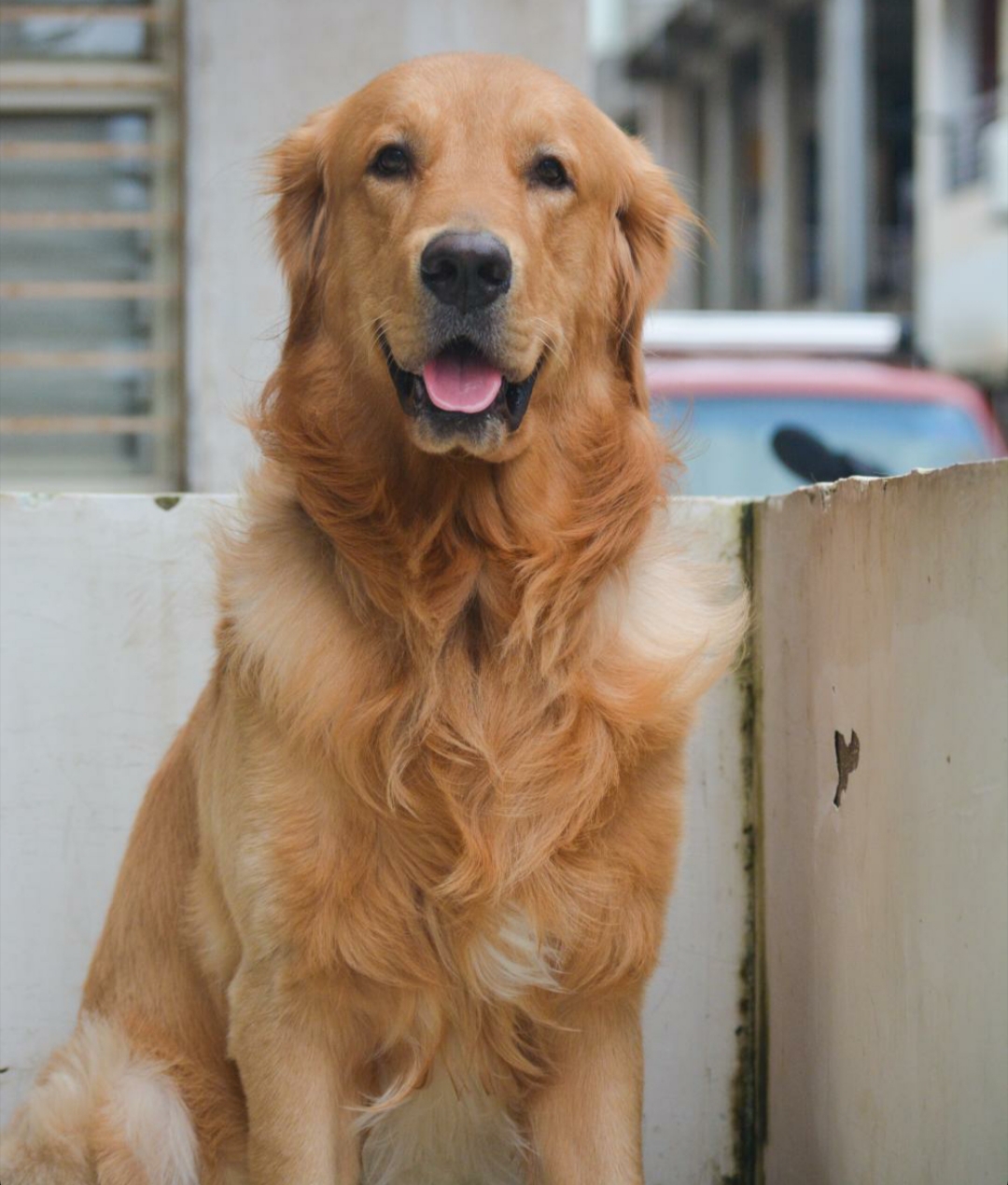 Jasper.thefurbaby