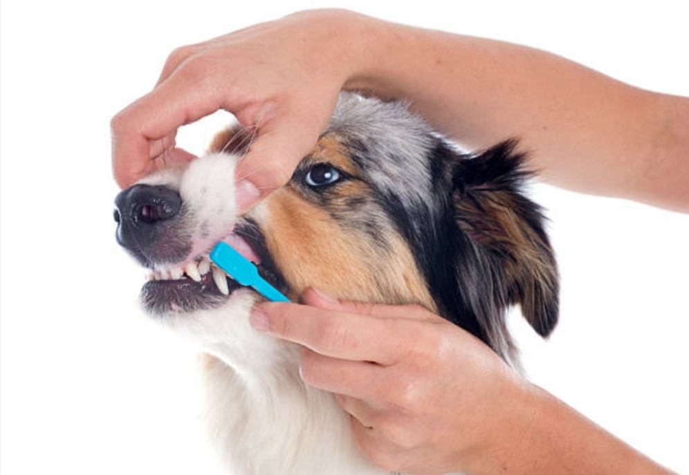 how to brush dog's teeth