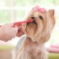 How To Brush My Dog's Teeth For Dog Strong And Healthy