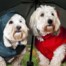 8 Tips to keep your pet safe during monsoon